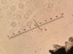 Opegrapha prosodea
