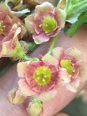 Ribes montigenum