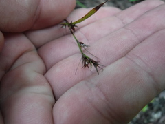 Cyperaceae
