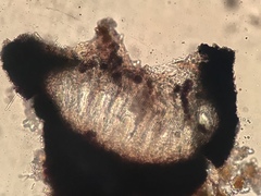Opegrapha prosodea