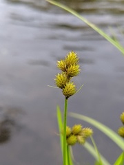 Carex bebbii