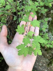 Ribes montigenum