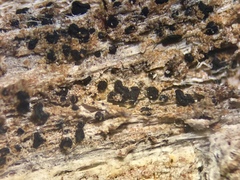 Opegrapha prosodea