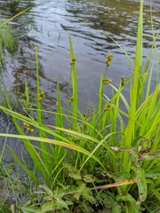 Carex bebbii