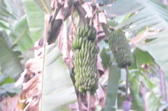 Musa acuminata