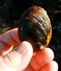 Haliotis cracherodii