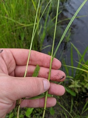 Carex bebbii