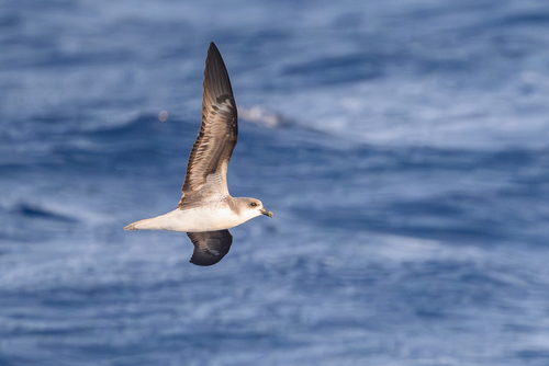 Desertas Petrel