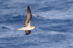 Desertas Petrel photo 2