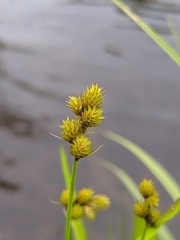 Carex bebbii