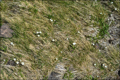 Gentiana aquatica pseudoaquatica