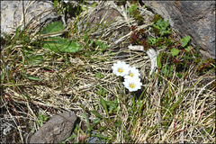Gentiana aquatica pseudoaquatica