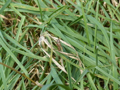 Conocephalus albescens