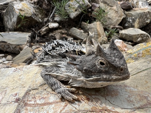 Mountain Horned Lizard, Cadereyta de Montes, Qro., MX, photo 10 of 10