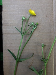 Ranunculus