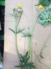 Ranunculus
