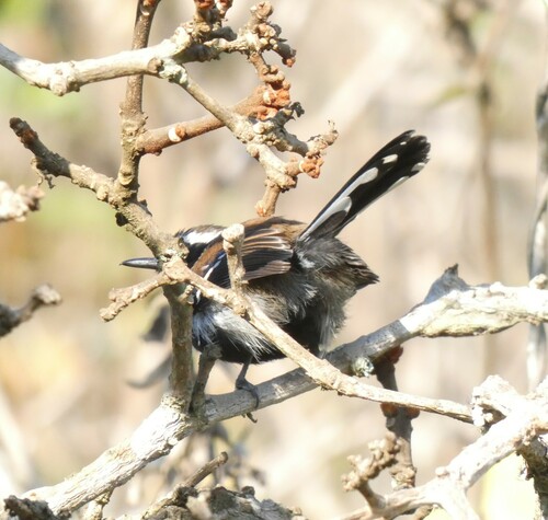 Serra Antwren (Formicivora serrana)