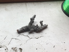Hypogymnia bitteri