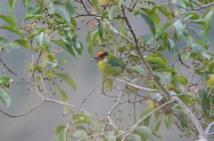 Psilopogon franklinii