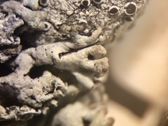 Hypogymnia bitteri