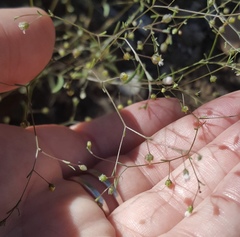 Hesperolinon micranthum