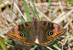 Junonia stemosa