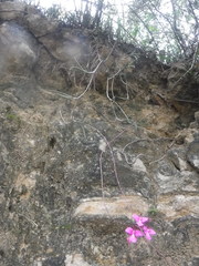 Tetramicra