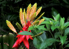 Aechmea tessmannii