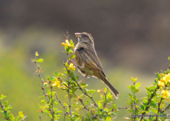 Emberizidae