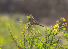 Emberizidae