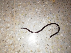 Typhlopidae