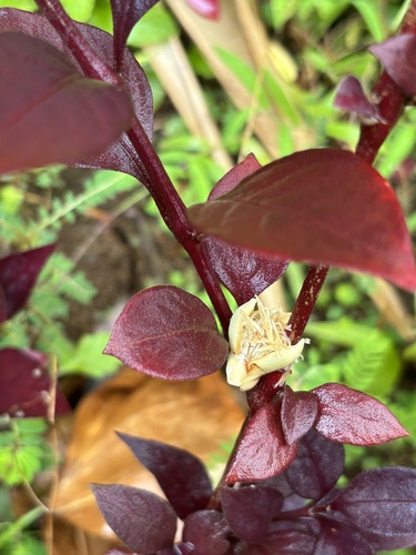 Alternanthera brasiliana observed 2024-08-20