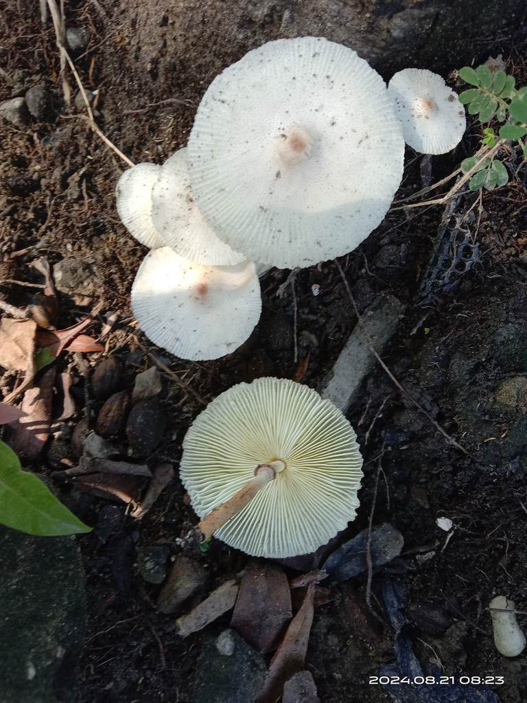 Chlorophyllum molybdites · August 2024 · photo: © naturalist97663 (iNaturalist, cc0)