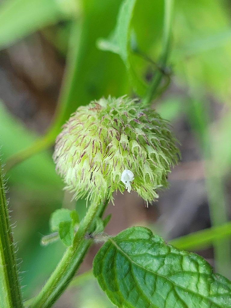 Hyptis recurvata