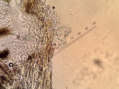 Naetrocymbe punctiformis