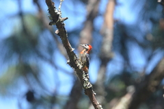 Dryobates cathpharius