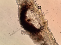 Naetrocymbe punctiformis