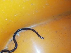 Typhlopidae