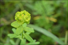 Euphorbia jolkinii
