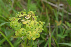 Euphorbia jolkinii