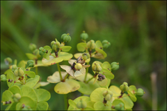 Euphorbia jolkinii