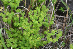 Euphorbia jolkinii