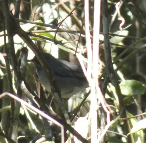Blacksmith Thrush (Turdus subalaris), photo 3