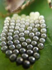 Eocanthecona concinna