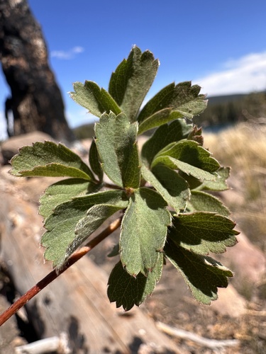 Image of Fragaria cascadensis by (c) Matt Berger, some rights reserved (CC BY)