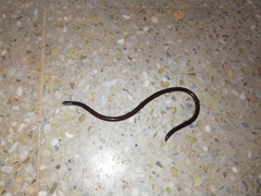 Typhlopidae