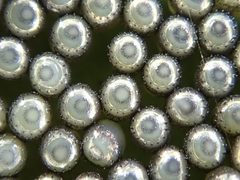 Eocanthecona concinna