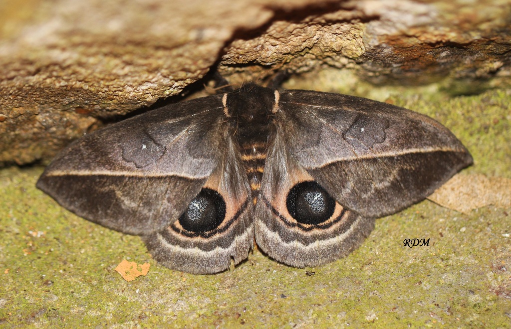 Automeris basalis