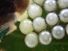 Eocanthecona concinna