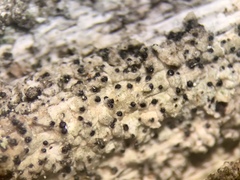 Muellerella ventosicola